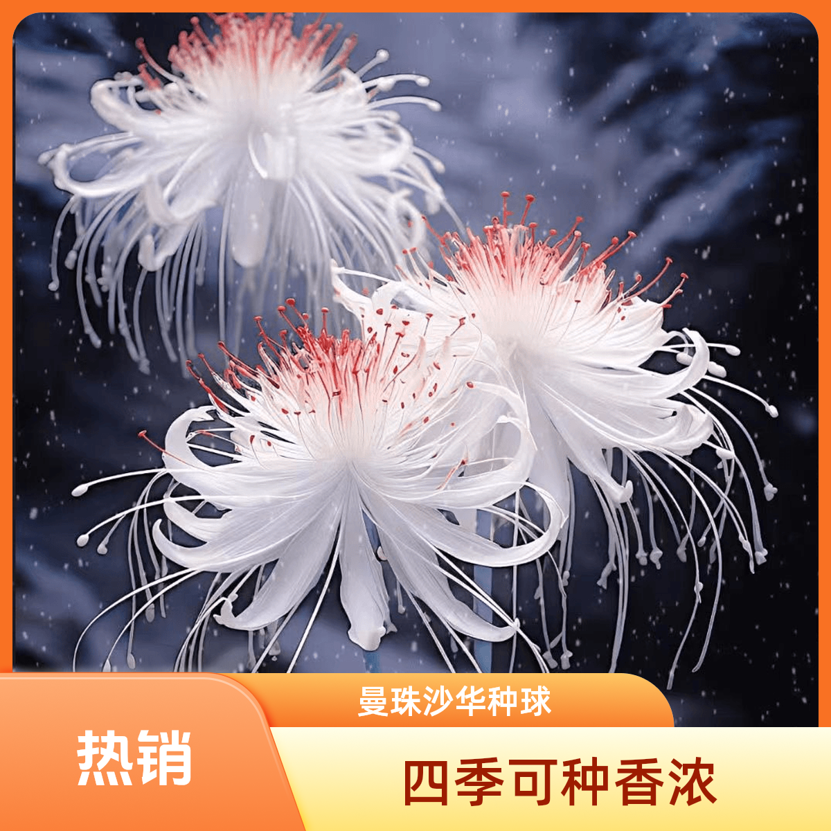 新品【白雾】低温曼珠沙华花种球根苗耐寒耐热浓香四季水土培庭院绿