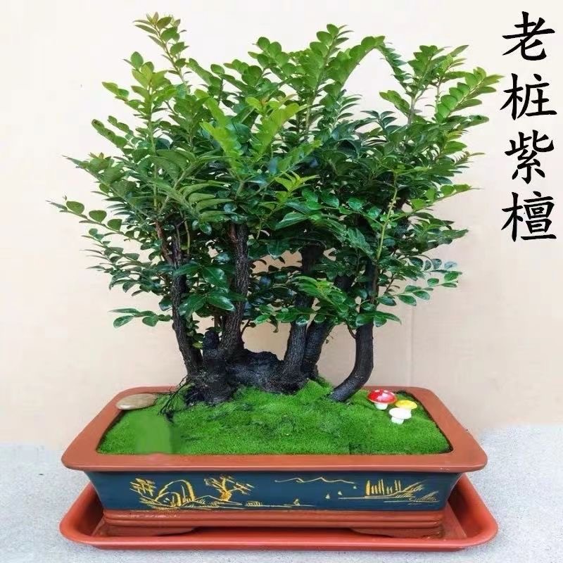 名贵小叶紫檀盆景植物树桩室内客厅盆栽花卉四季常青易养绿植包邮