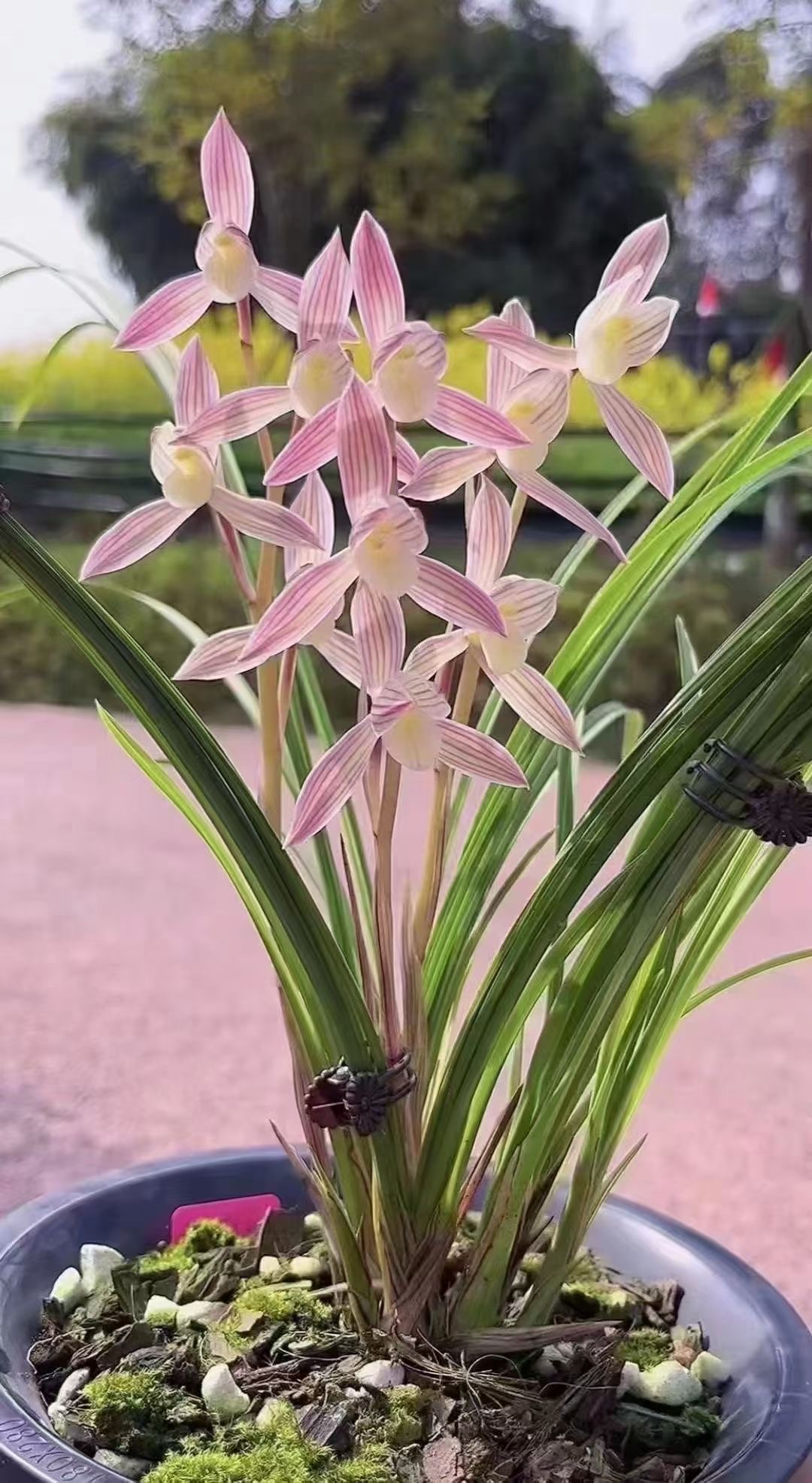 莲瓣兰  人面桃花 