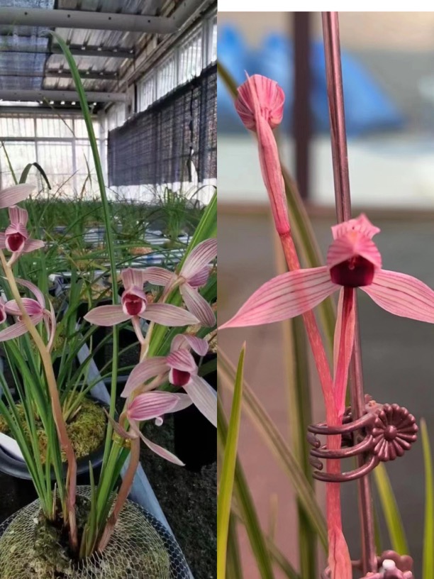 阿宝兰花直播间一物一拍（2）