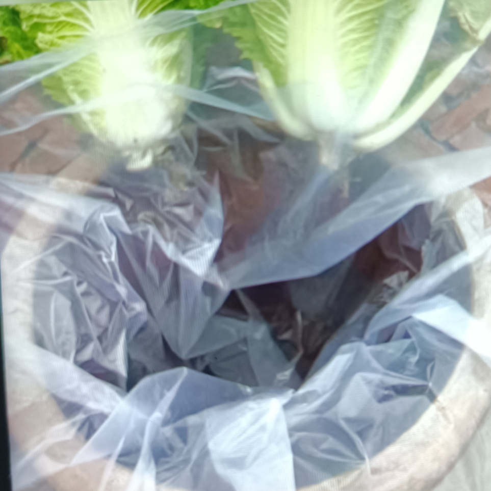 酸菜布                       