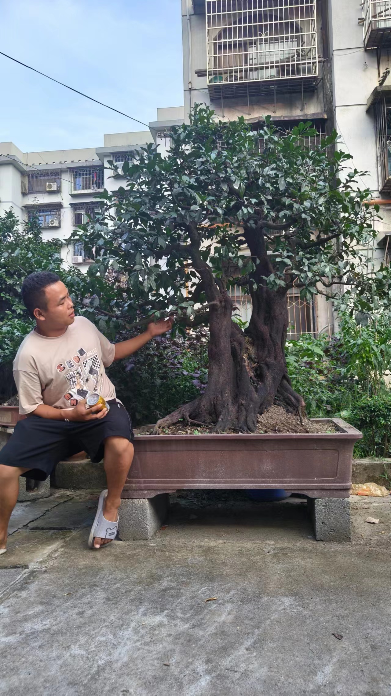 金弹子盆景购买链接