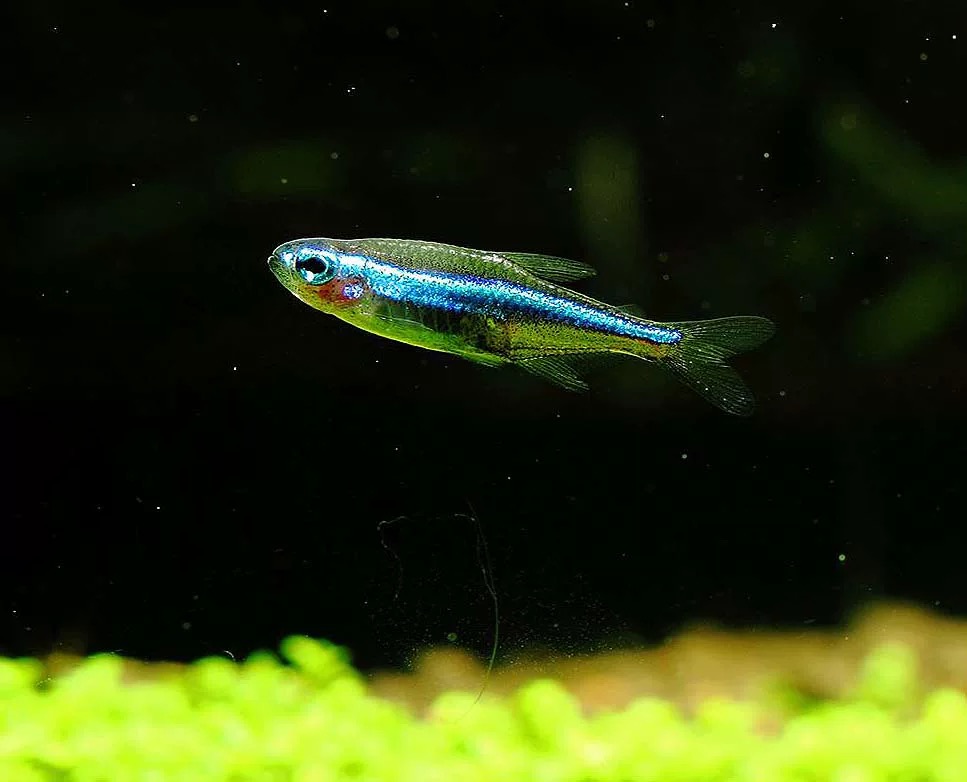 【疯狂小鱼】绿莲灯鱼