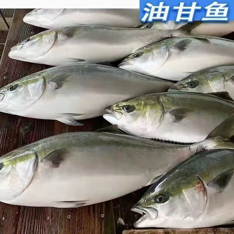 大海鱼黄金海钓黄鰤鱼青甘鱼 直播间现场切