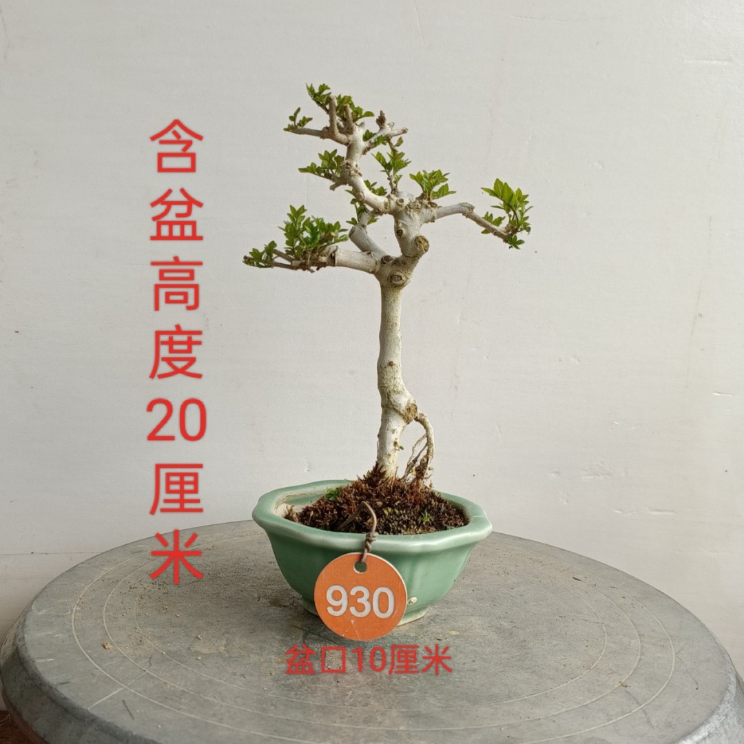 对节白蜡盆景直播间一物一拍小微盆景造型微型观赏熟桩老桩