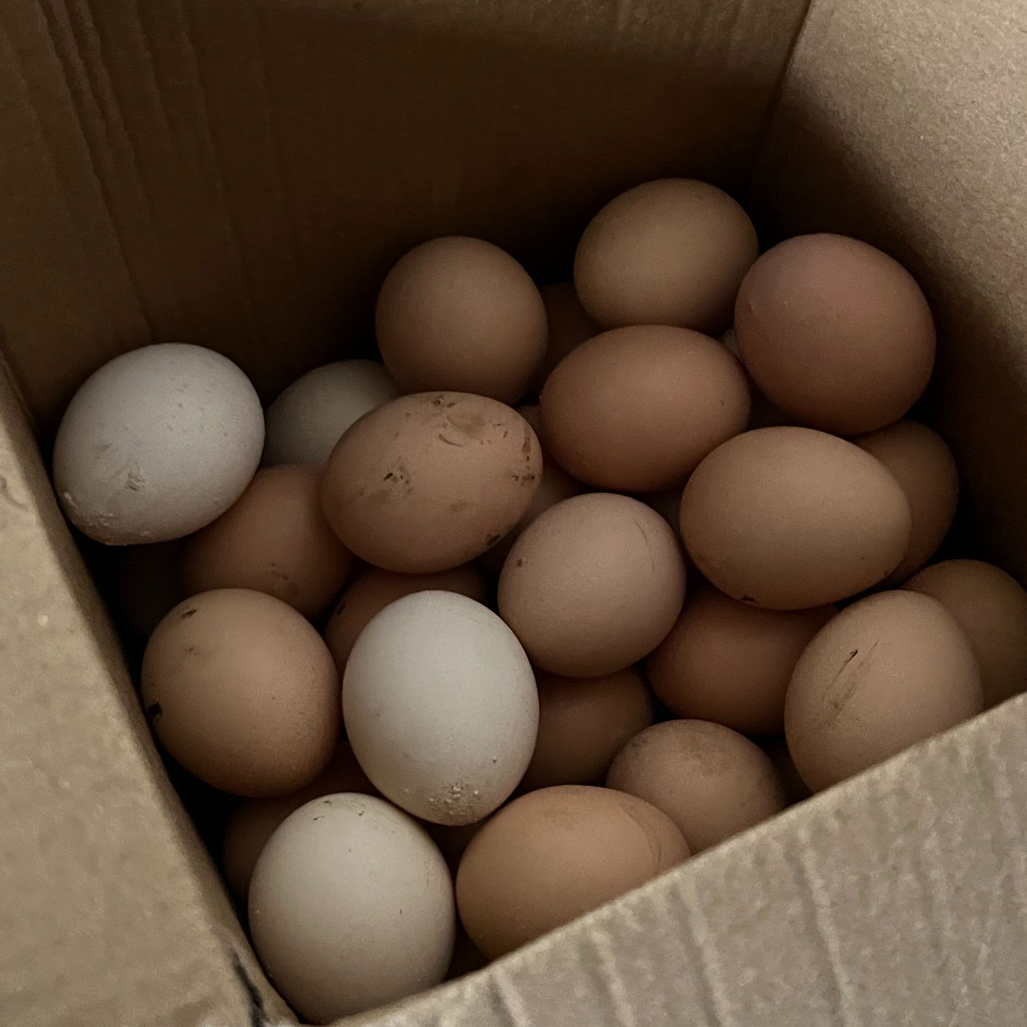 嬢嬢家里的土鸡蛋数量不多很香《农家土鸡蛋运输坏的按个赔》