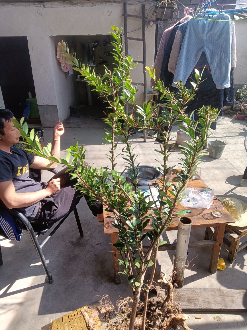 树萝卜，观花观叶观果，观根