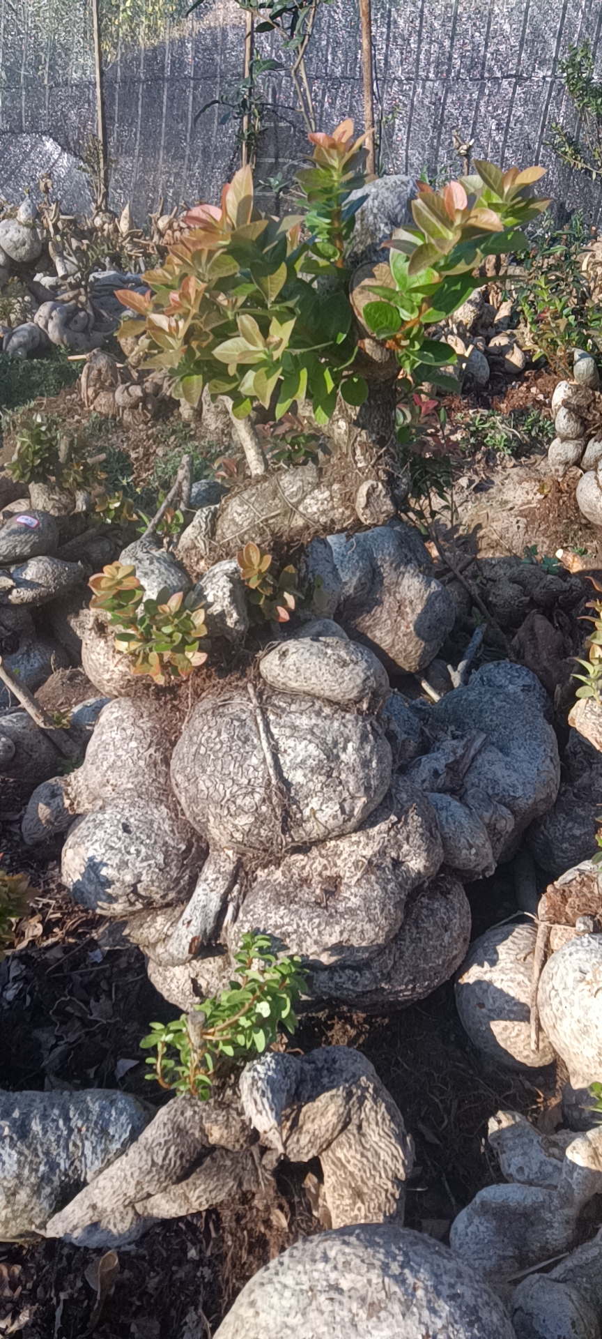 树萝卜盆景，开心快乐