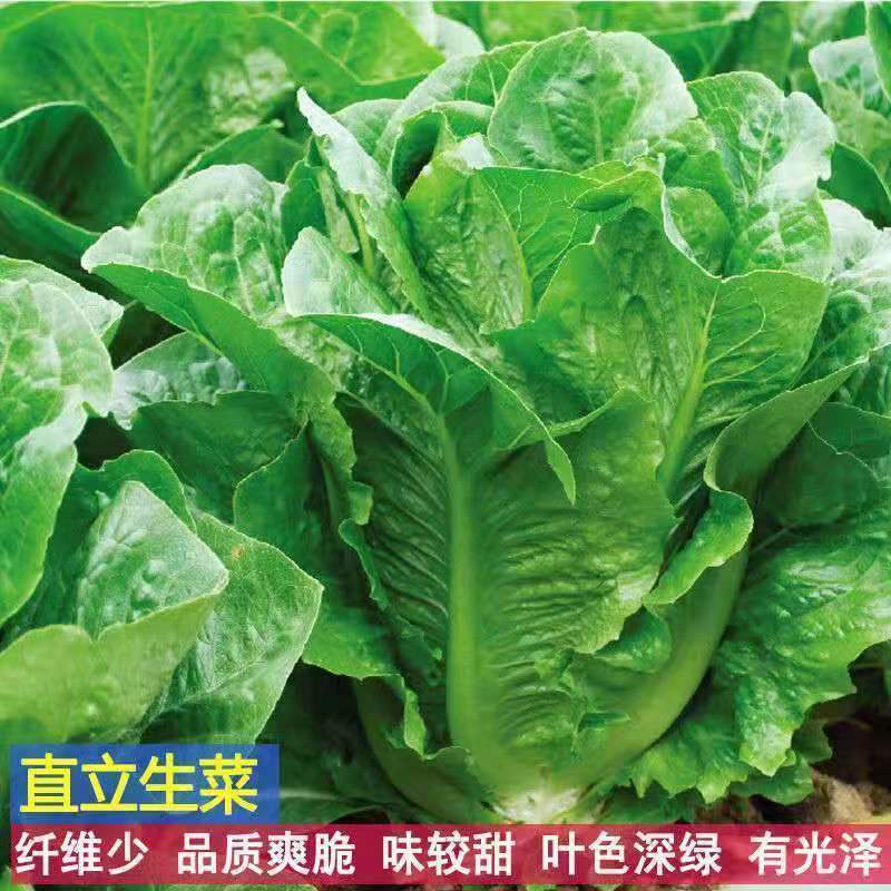 【新品推荐】孔雀菜种子高钙四季罗马直立生菜沙拉菜籽秋冬季种子