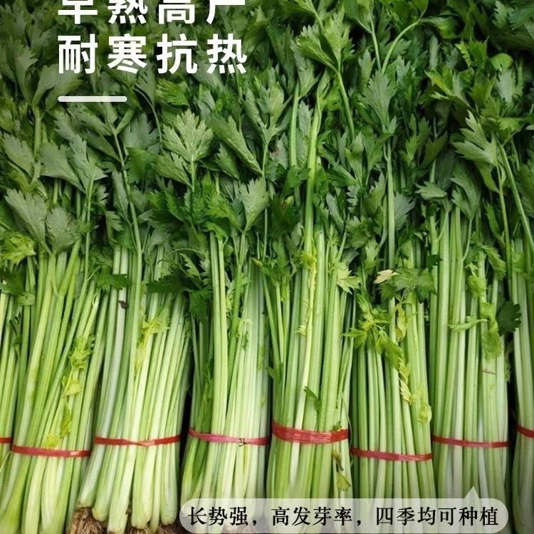 【新品推荐】四季小香芹蔬菜种子大全土芹菜农家四季菜种种子