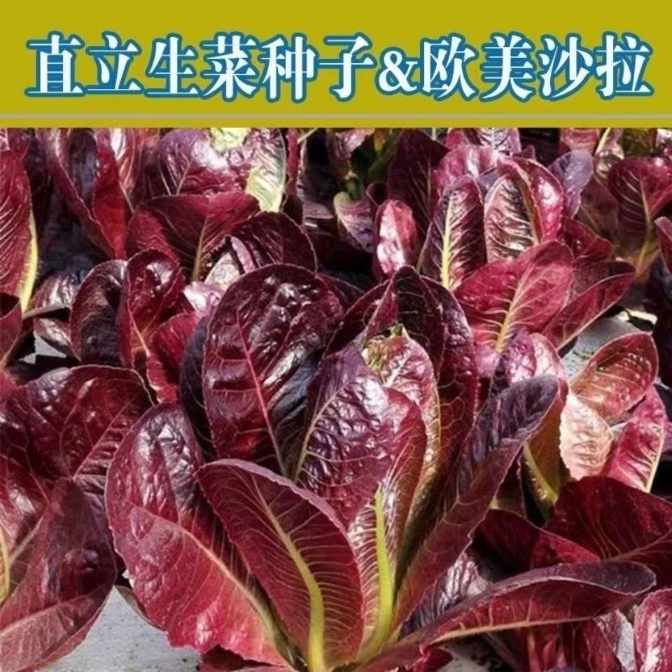 【新品推荐】紫孔雀菜种子紫罗马生菜包心生菜种籽四季种种子