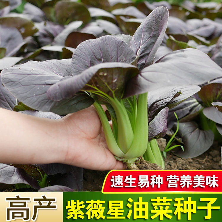 【新品推荐】紫油菜种紫微星苏州青上海青种子庭院阳台紫妃青种子