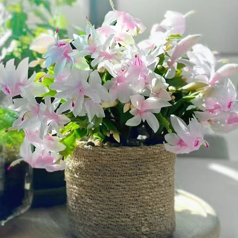 蟹爪兰花卉盆栽兰花家庭白玛丽绿植花卉带花苞发货盆栽室内带花苞