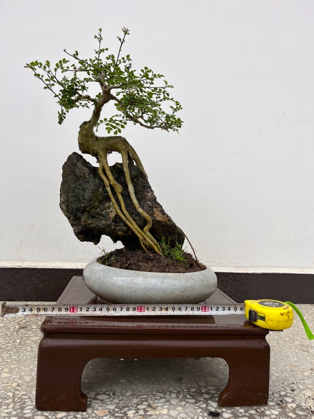 对节白蜡小型盆景矮霸丛林提根