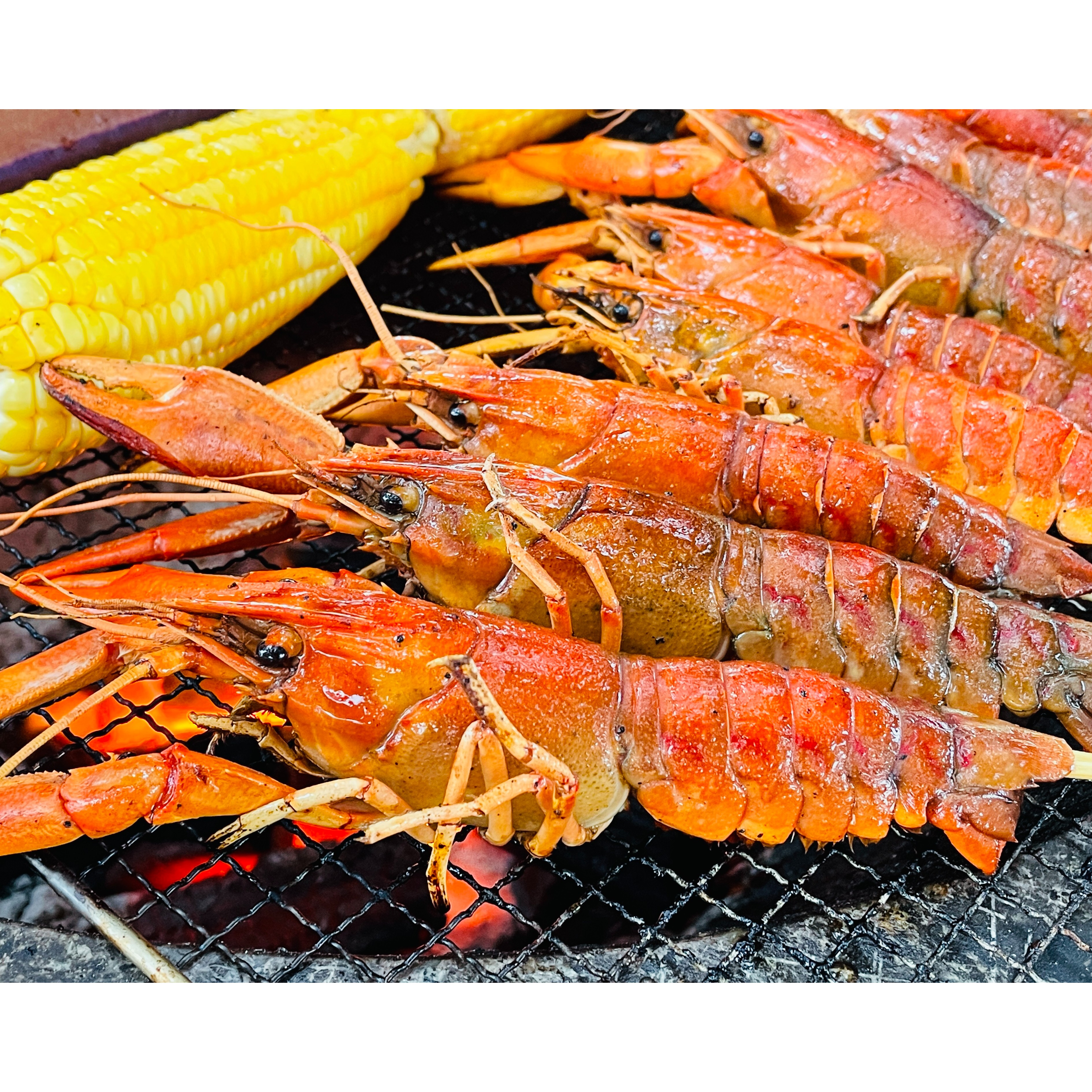  鲜活澳洲淡水蓝龙虾10斤（每只1两-2两重）产地鲜活直发货 