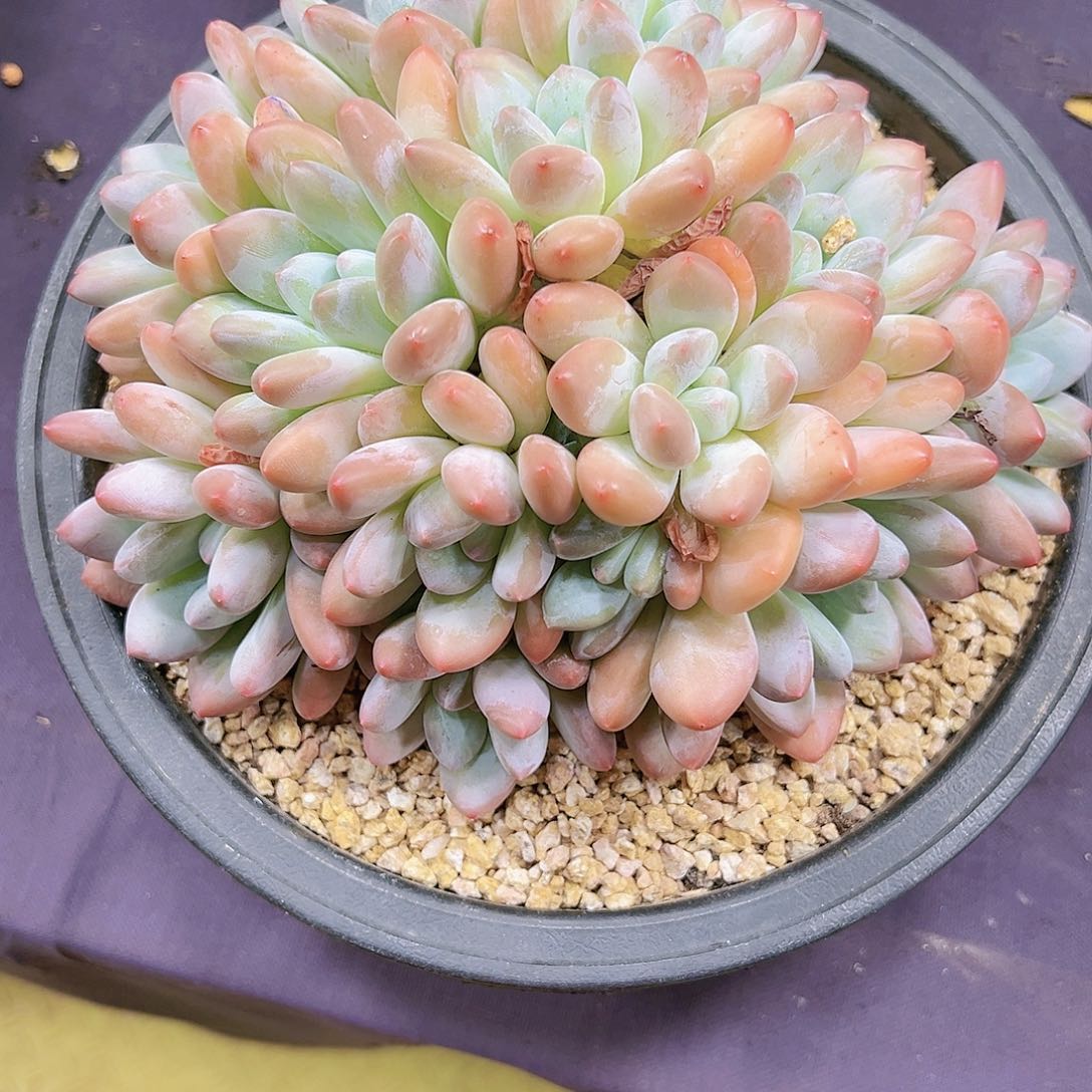香水香水香水香水香水