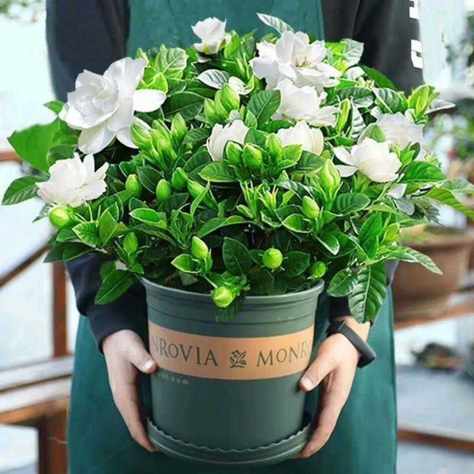 带花苞（小叶栀子花）盆栽四季开花植物浓香型花卉白色夏季春季