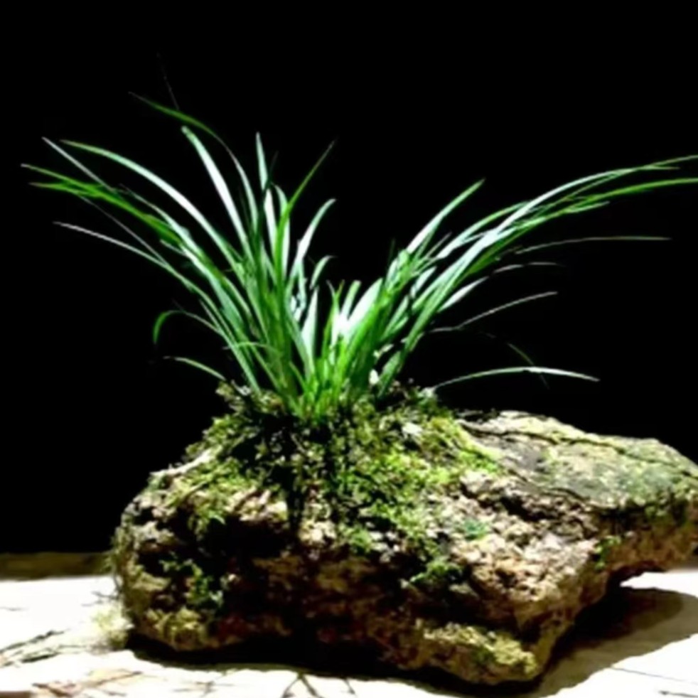 造景石翠绿菖蒲虎须四季美观菖蒲盆景盆栽植物（一物一拍）