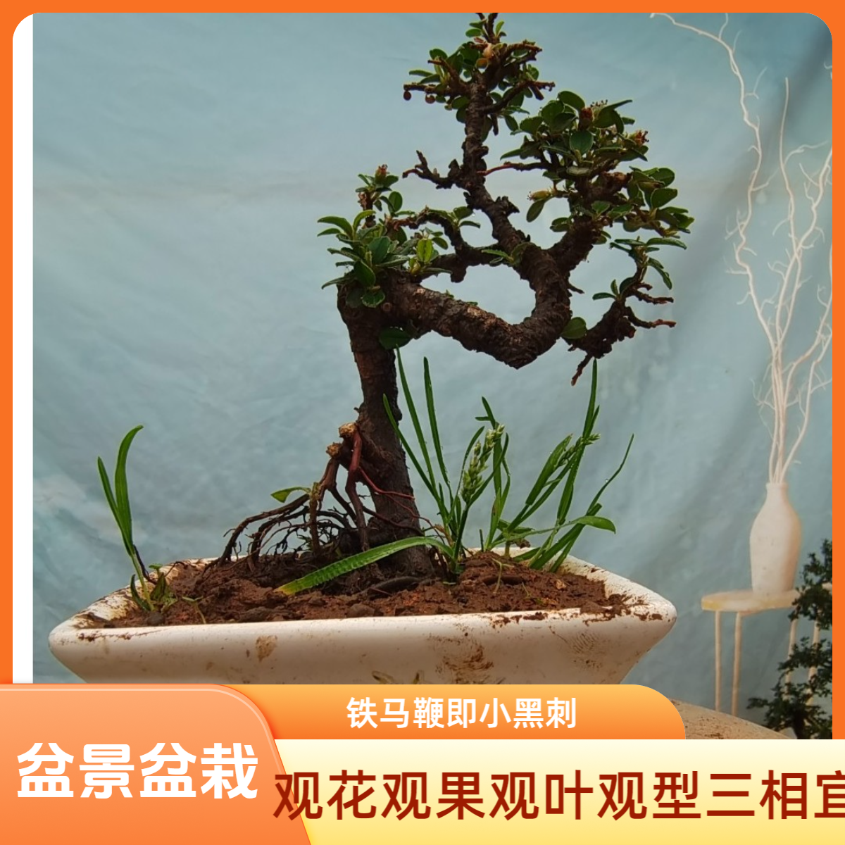 云南一景园艺盆景盆栽绿植组合景观基地直播白色红色播种四季修剪