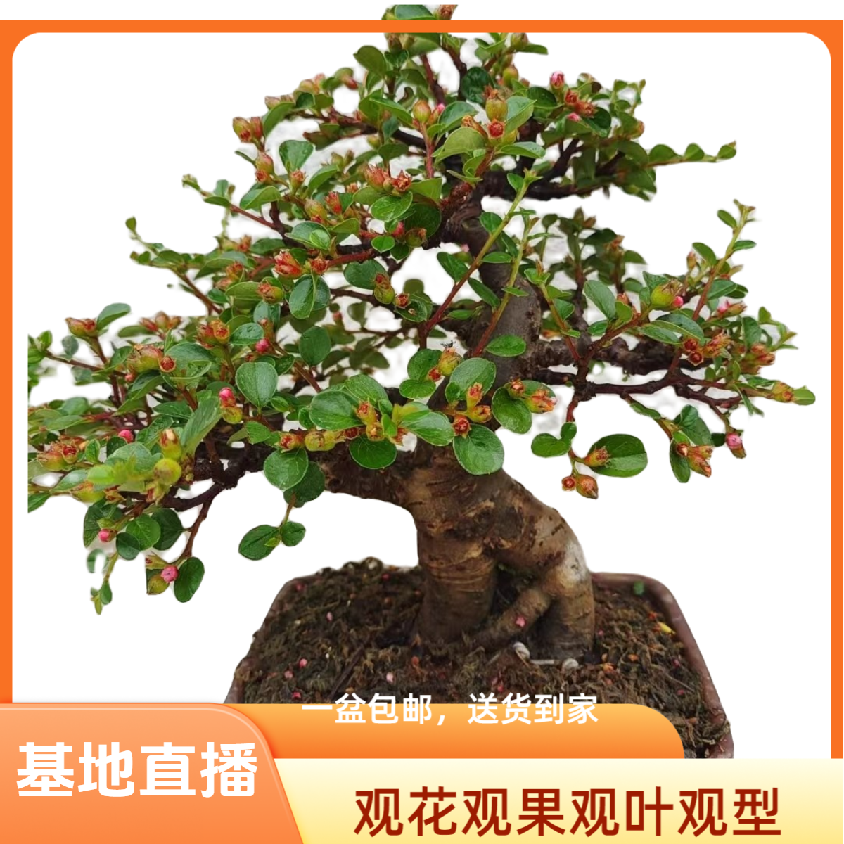 铁马鞭胡椒木黑刺红花白花荀子观赏植物盆栽