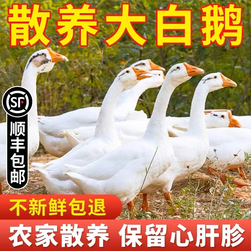 农家散养新鲜大白鹅放养草鹅现杀生鹅肉冷冻嫩鹅仔鹅白条鹅非老鹅