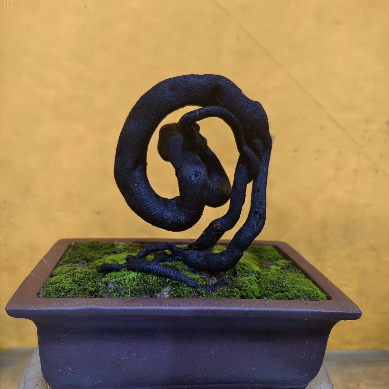 金弹子基地熟桩盆景老桩室内绿植金弹子树正宗园艺素材包邮直播间