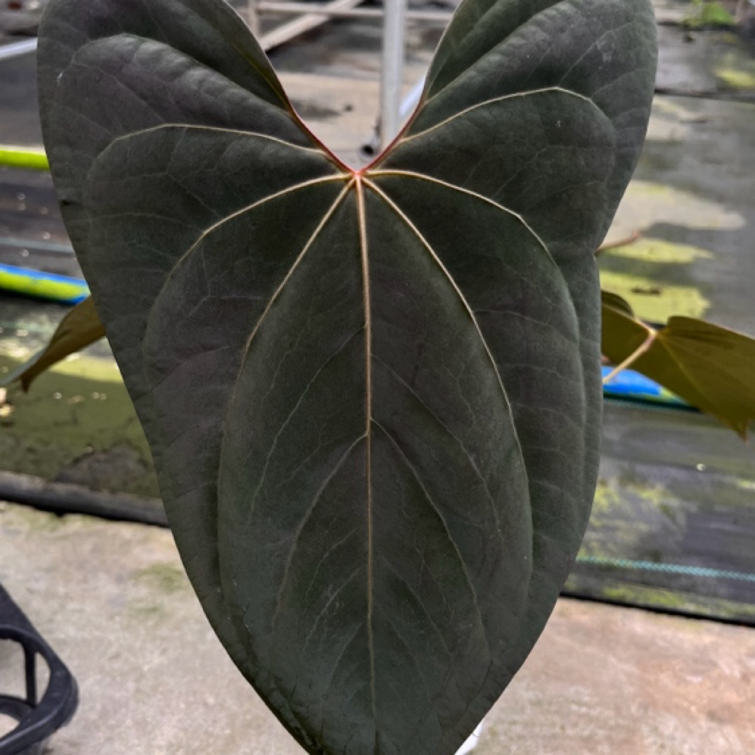 大莹绿植直播间一物一拍（偏远地区加运费专拍）