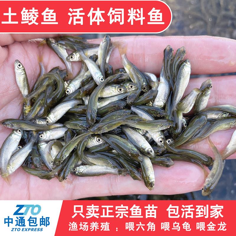 土鲮鱼鱼苗活体饲料鱼鱼料活鱼喂鳜鱼喂金龙喂乌龟喂桂花鲈鱼活饵