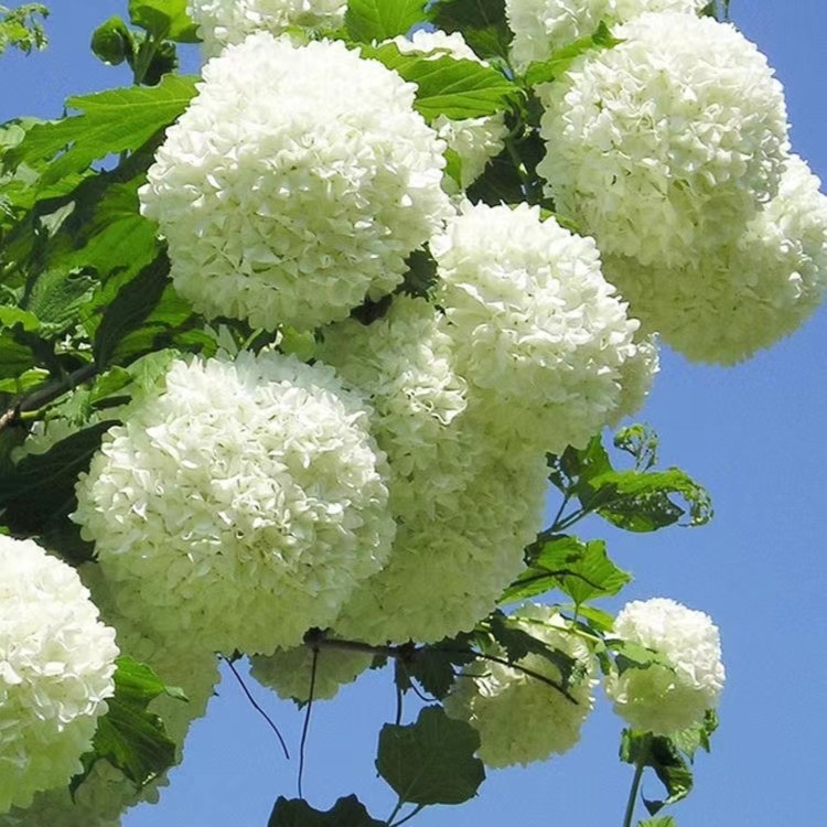 中华木绣球大花斗球庭院别墅植物一物一拍