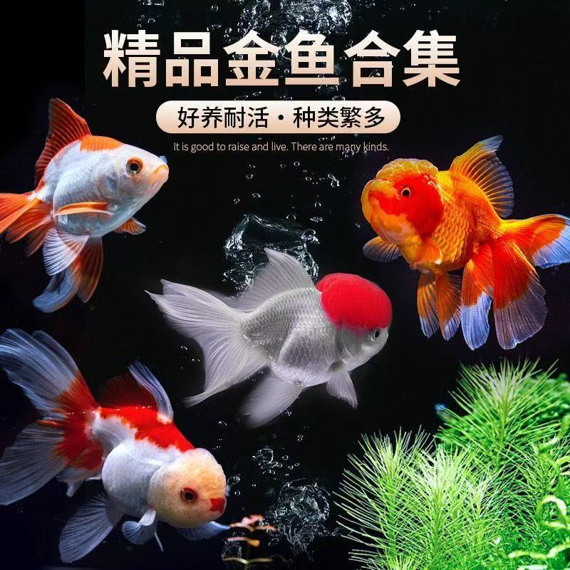 精品金鱼兰寿金鱼泰狮金鱼玛丽金鱼