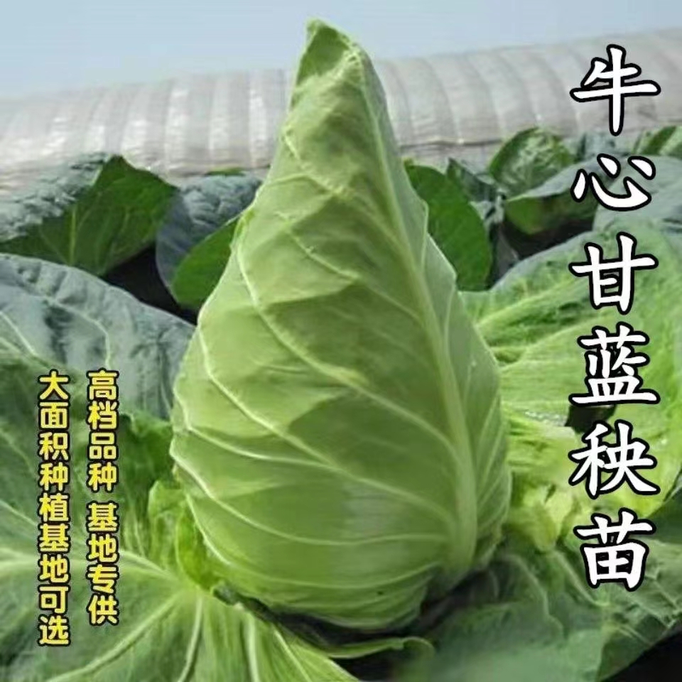 牛心甘蓝秧苗尖包菜苗耐寒越冬早熟特大高产卷心菜苗春包蔬菜秧苗