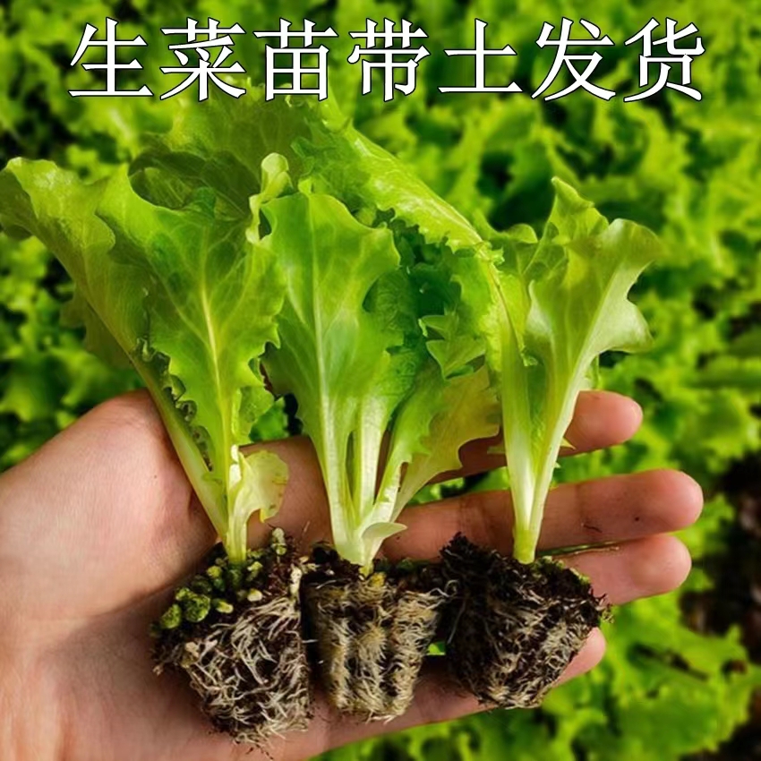 大速直立奶油生菜苗秧苗种子阳台无土栽培水培室内盆栽蔬菜秧苗球