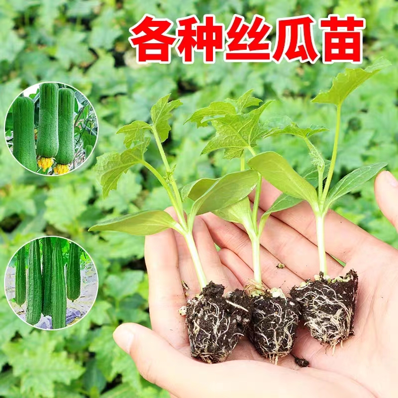 丝瓜苗早熟肉丝瓜苗秧长香丝瓜苗棱角丝瓜清香丝瓜阳台庭院带土