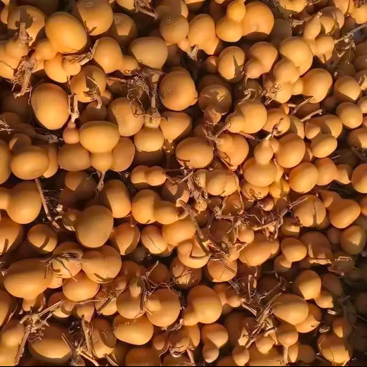 美果葫芦通货17个