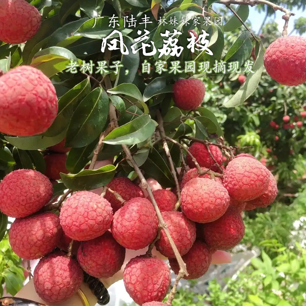 [顺丰/京东空运次日达]广东汕尾老树凤花荔枝，怀枝禾枝现摘现发