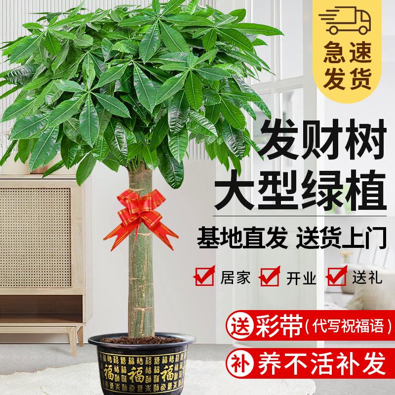 发财树盆栽客厅大型绿植开业乔迁送礼办公室步步高招财树四季好养