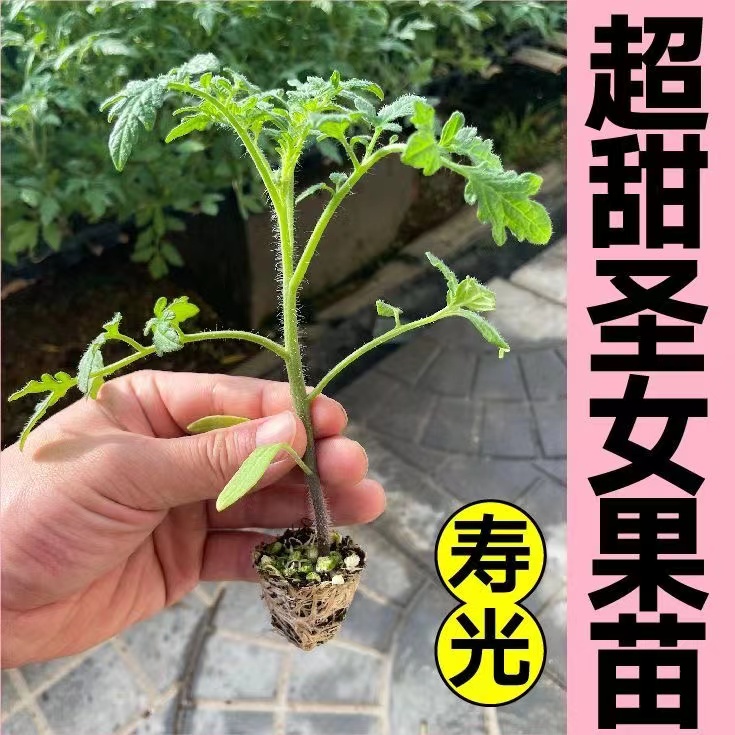 番茄苗大红番茄苗红圣女果黄圣女果盆栽阳台