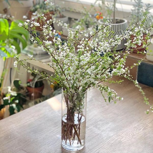 雪柳花枝水培干枝雪柳鲜切花活动中净化空气盆栽花卉