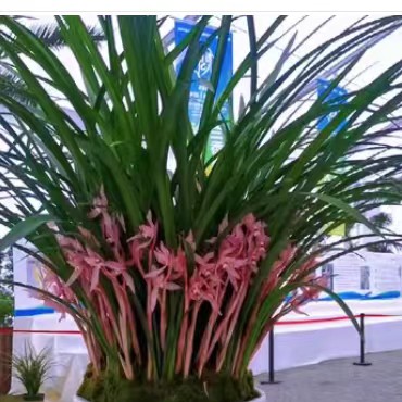 春剑名品红花大红朱砂