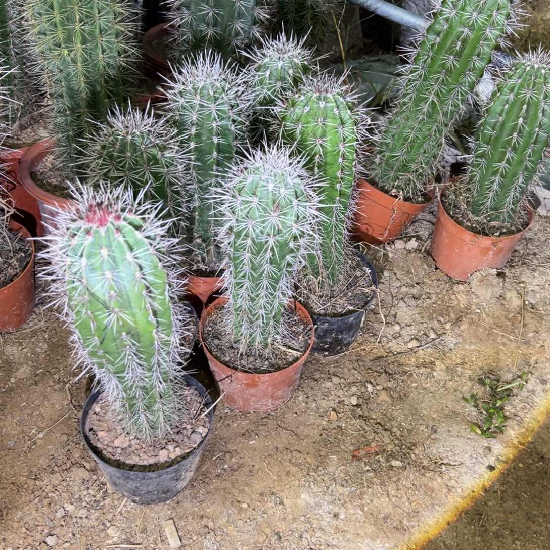 30公分左右武轮柱有根