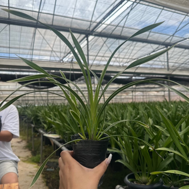 大花惠兰苗 一年  无花剑  