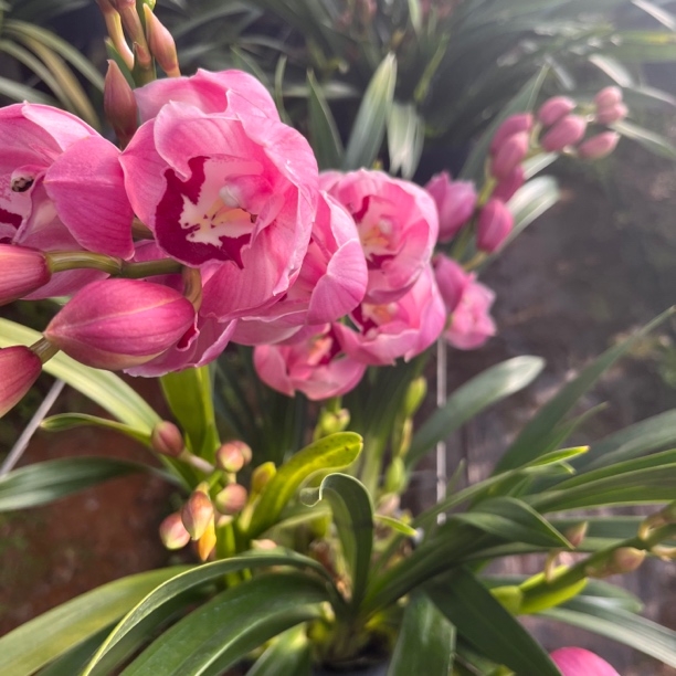 1903 大花蕙兰【以直播间为准】完美主义勿拍