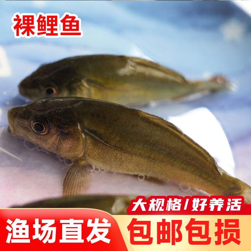 冰鲜现捞四川裸鲤  每条1-15g 三道鳞