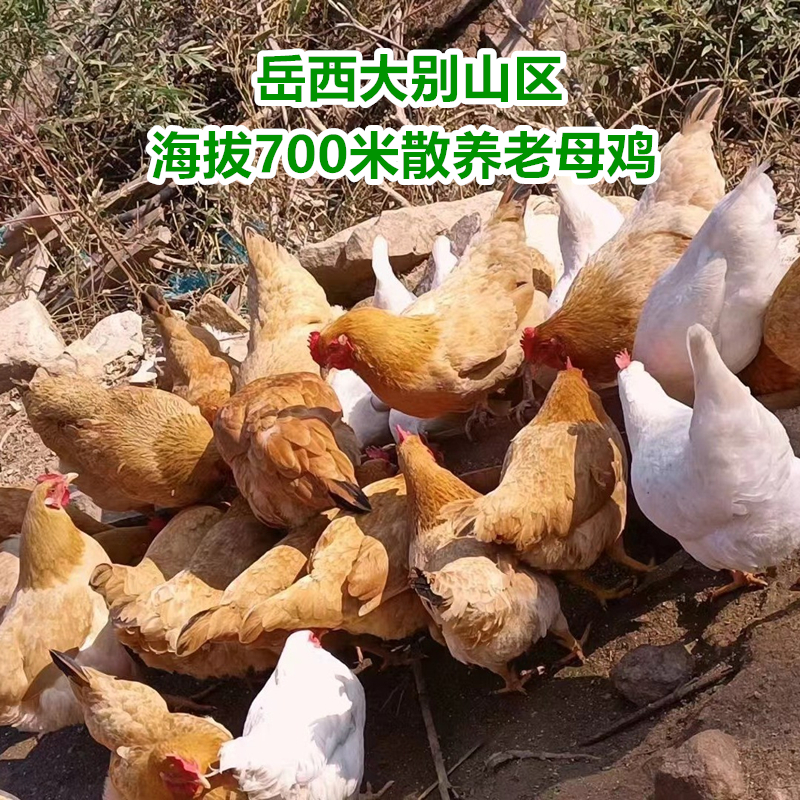 【散养土鸡老母鸡】大别山皖西南走地鸡高山散养煲汤炖鸡汤整只现杀