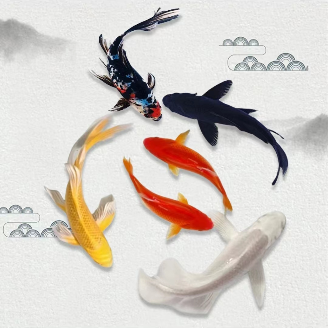 福利12.9到手5条包邮白鲤鱼金鲤鱼包邮10cm左右拍4发5