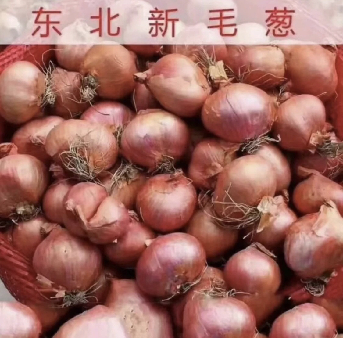 东北农家小园毛葱