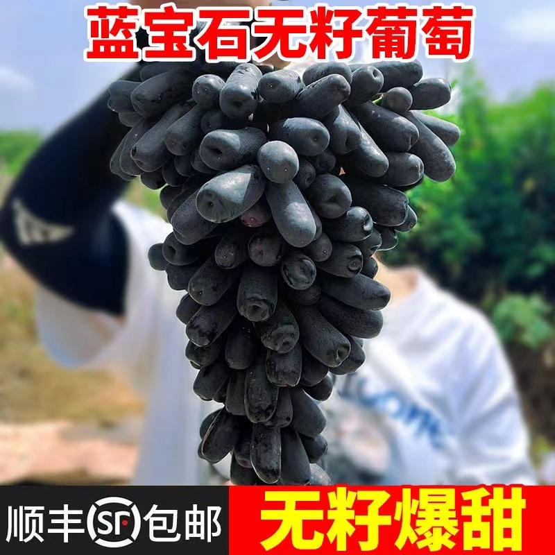 顺丰包邮-新疆蓝宝石葡萄 当季新鲜水果美人指 金手指无籽提子