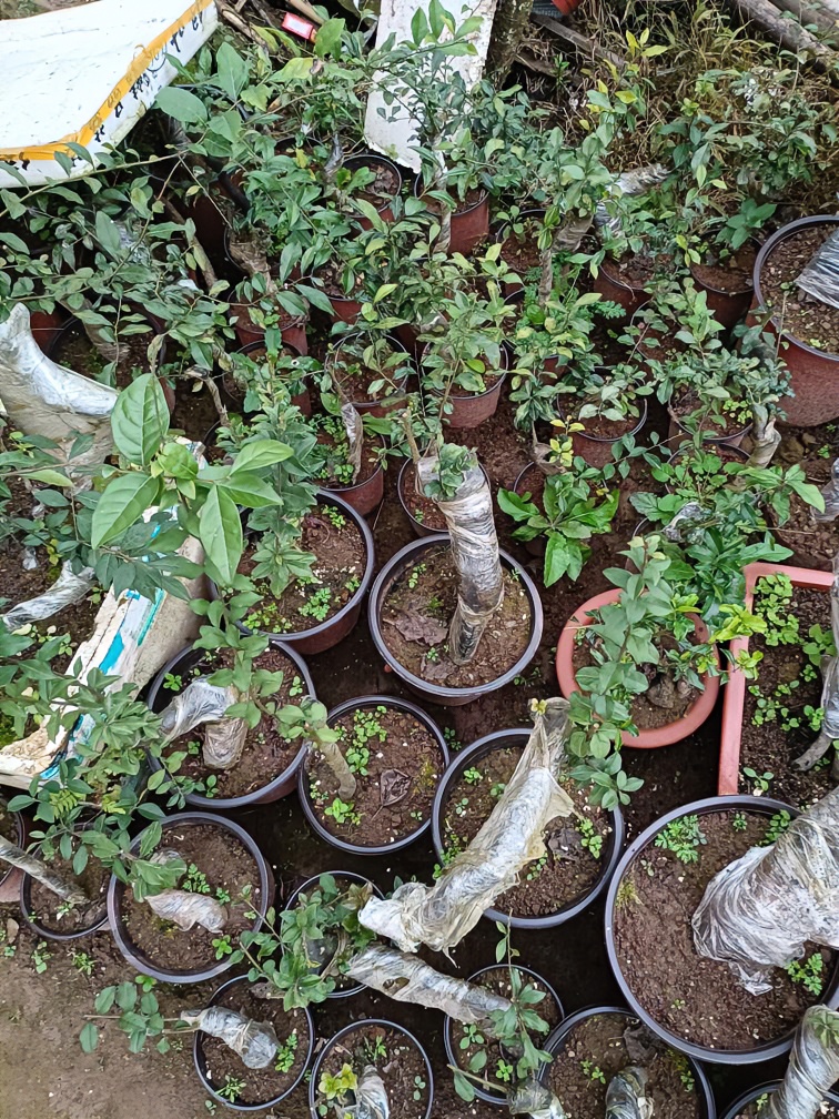 无品牌灌木金弹子盆景树