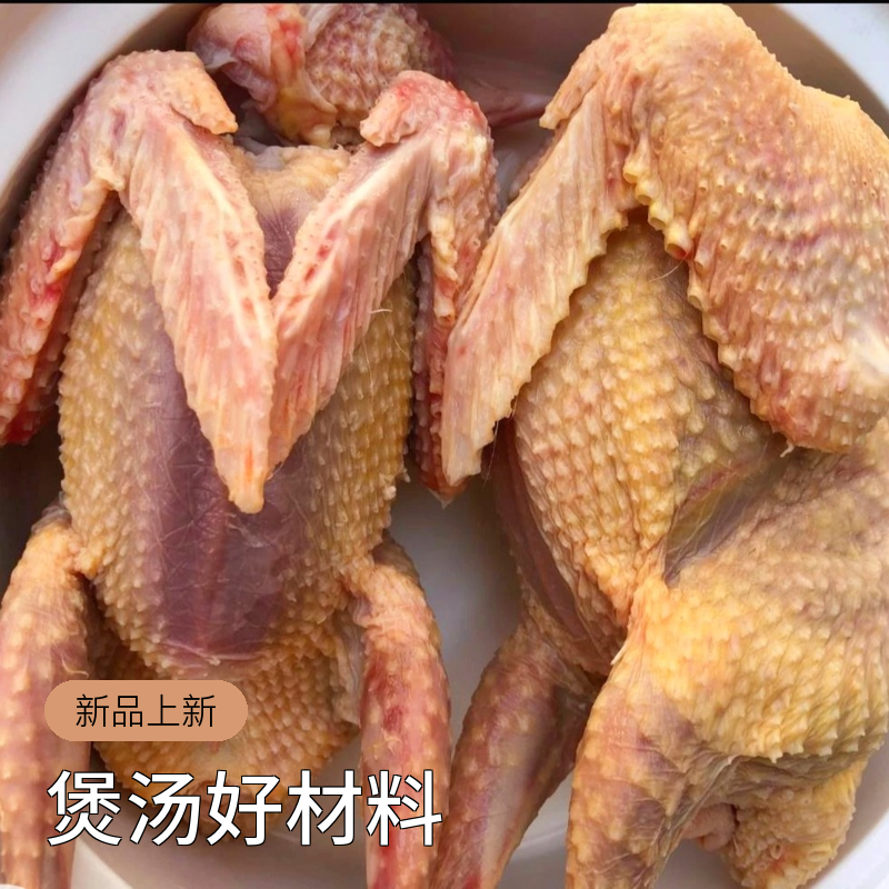 【老鸽子】煲老火汤就用老鸽子单只净重半斤以上土鸽子鸽子肉