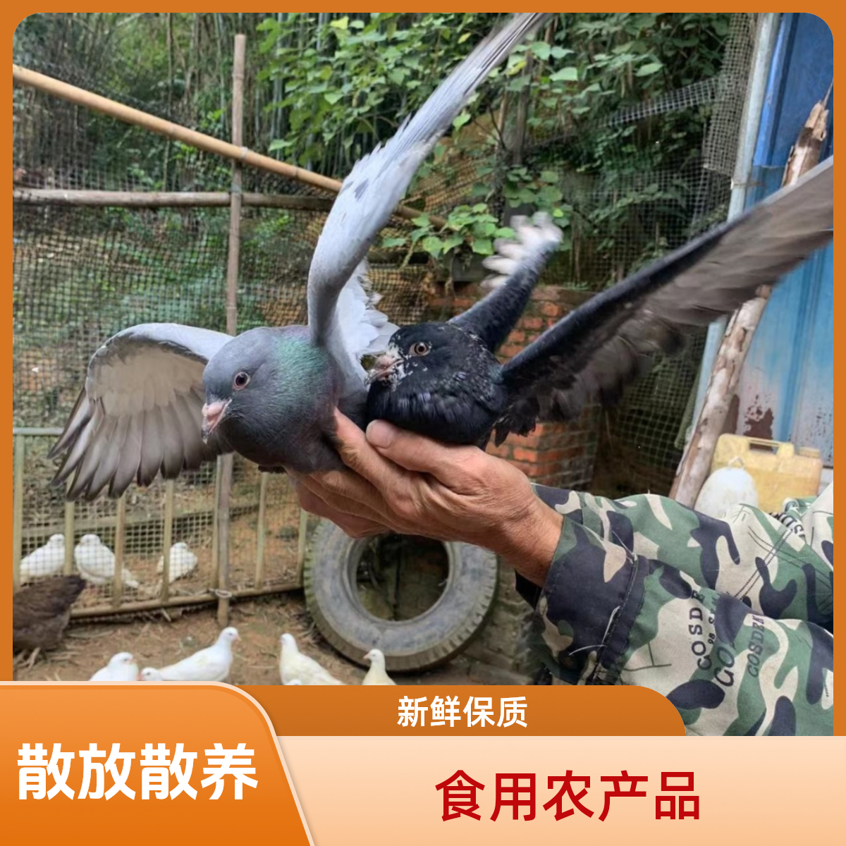 【拍3只发4只】 石燕土鸽子生鲜鸽子肉煲汤营养滋补净重250g起